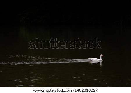 White duck on the way above water, calm and peaceful.