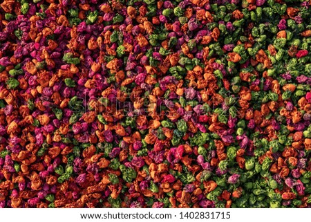 dry multicolor flower background. flat lay
