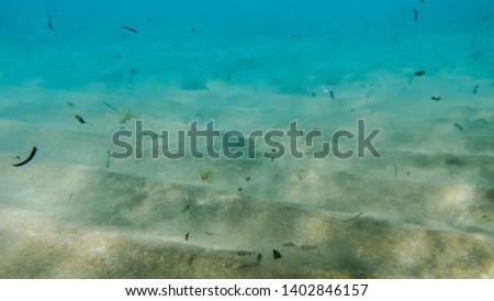Closeup photo of dirty sandy sea bottom with lots of dead sea weeds flowing in the water