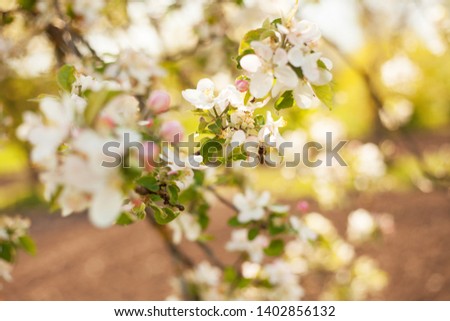 Apple blossom, bee, flowers background, warm light