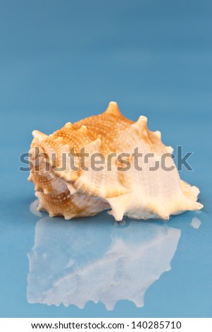 Photo of a sea snail on the water with a blue background.