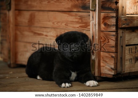 Cool puppy American Akita posing at a wooden box on the nature