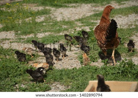 Chickens reproduce with eggs and hatched chicks