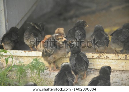Chickens reproduce with eggs and hatched chicks