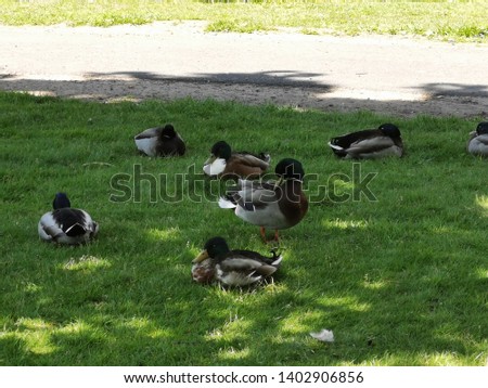 Photo's of non-tame ducks outdoors 