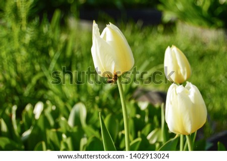 White color tulips with bee in garden in springtime
