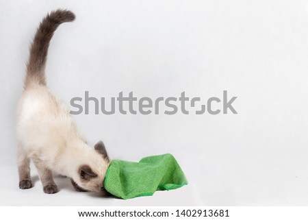A curious Thai kitten climbed under the green rag.