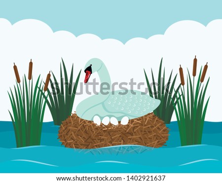 A graceful white swan sits on a snide with eggs in a pond with reeds. Landscape pond. flat vector illustration
