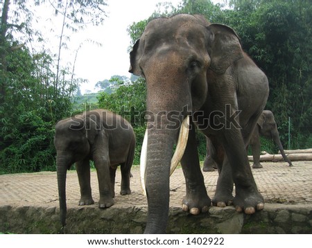 elephant jakarta zoo