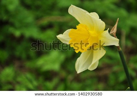 Beautiful yellow flower in summer days, wonderful weather and fresh green grass