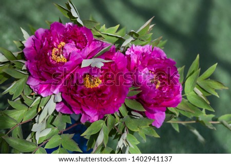 garden peonies on a green background