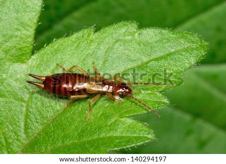 earwig from above