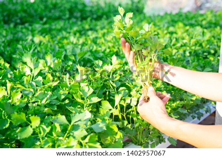Hand of farmer holding Celery Hydroponics vegetable in famrland. Royalty-Free Stock Photo #1402957067