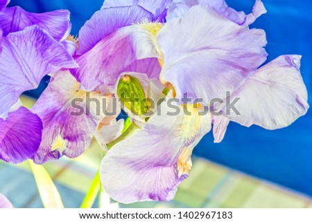 Petals of lilac iris on a blurred background, macro. Selective focus