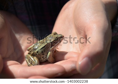 An image of a small brown frog sitting on a hand.