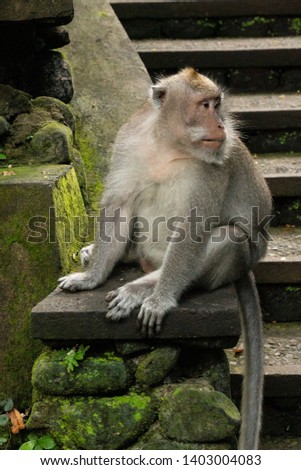 
funny macaque in a tropical forest of Bali in Indonesia