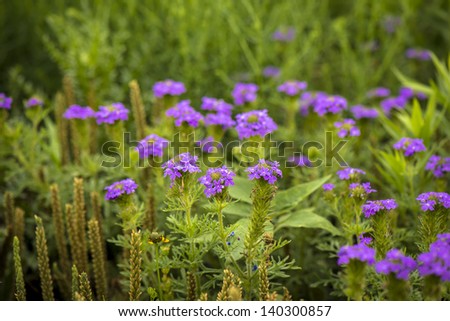 Purple wild flowers in the spring