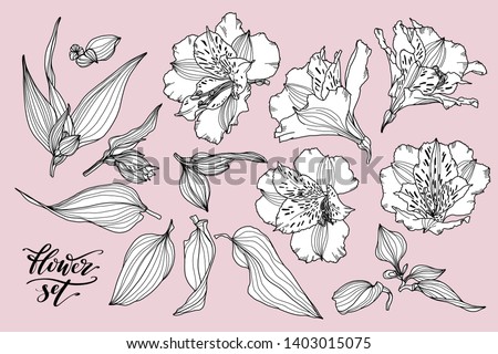 Vector collection of hand drawn plants. Botanical set of sketch flowers, leaves and branches. Alstroemeria hand drawn black and white set. Royalty-Free Stock Photo #1403015075