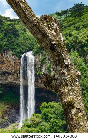 Trunk with defocused Caracol waterfall at Canela city, Rio Grande do Sul, Brazil                                