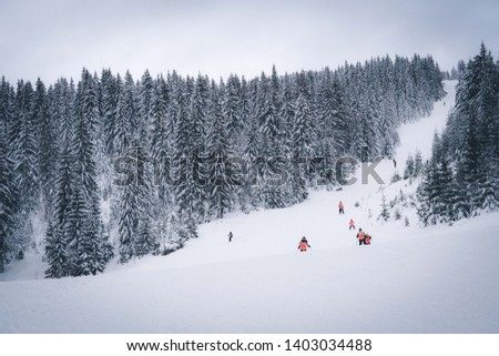 Background winter forest. Snow covered spruce trees, blue toning of black and white photography, Christmas and new year card - Image