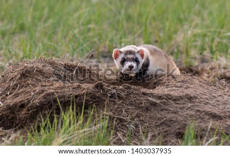 An Endangered Black-footed Ferret on the Plains Royalty-Free Stock Photo #1403037935