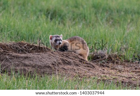 An Endangered Black-footed Ferret on the Plains Royalty-Free Stock Photo #1403037944