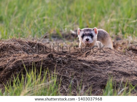 An Endangered Black-footed Ferret on the Plains Royalty-Free Stock Photo #1403037968