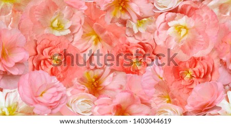 Pink rose. Seamless flower background.