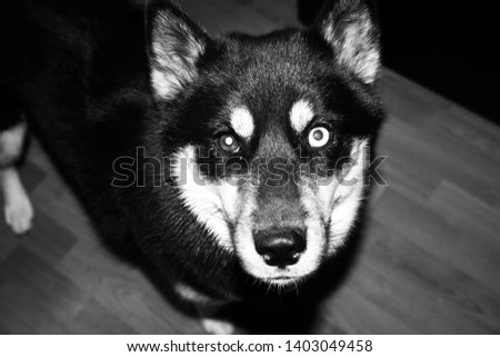 Black and white picture of Siberian Husky