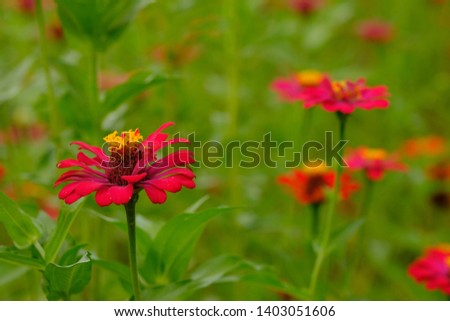 a group of beautiful zinnia flowers in a tropical garden. this picture is suitable for wallpaper or background.
