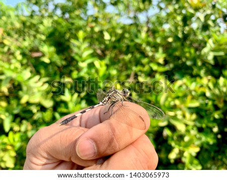 The dragon fly catching on hand