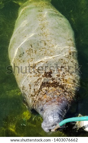 Manatee drinking from water hose at dock.