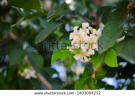 Orange jasmine. White flowers are blooming in the morning. The smell of it is very fragrant. Small yellow pollen, green leaves along the side of the house in the morning.