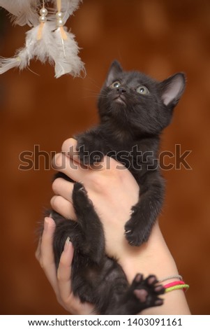 little funny black kitten in hand