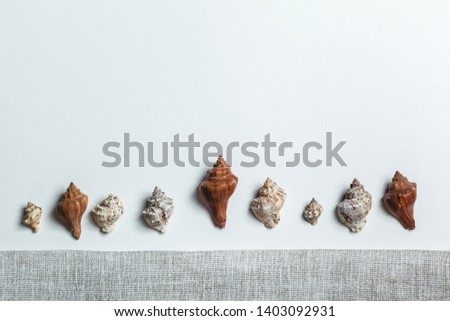 
Seashells on a white background. Sea theme