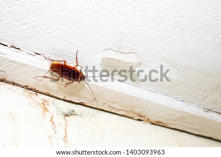 Cockroach on the ceiling in the toilet, Disgusting insect  