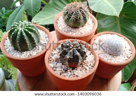 cacti in brown pot on wood chair