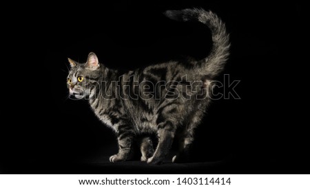 PET PHOTOS ANIMAL CAT