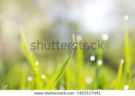 green grass with a shiny drop of dew in the sunshine yellow early in the morning, the effect of blurring bokeh
