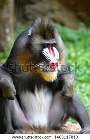 Portrait of A Mandrill in a Zoo