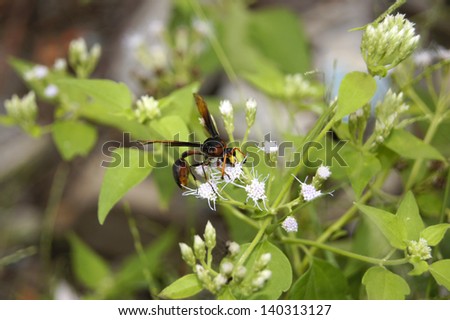 Wasp on a white flower.