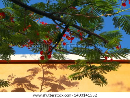 Beautiful red summer flower blooming vibrant, flamboyant or phoenix flowers make shadow on yellow wall on blue sky, colorful background in summertime at Vietnam