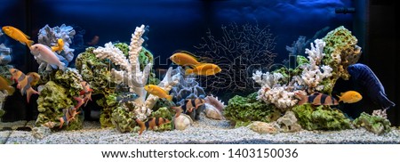 Freshwater aquarium in pseudo-sea style. Aqua scape and aqua design.
