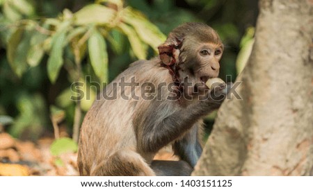 
Monkeys in the wild in Myanmar