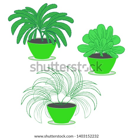Set of three indoor garden ornamental plants with lush foliage in flower pots of green color on a white background
