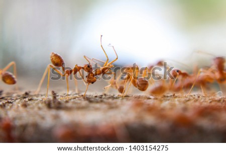 Red imported fire ant,Action of fire ant, macro world