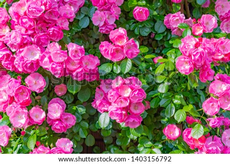 Roses in a park in Yokohama City, Kanagawa Prefecture