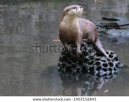 Small claw otters are beaver species native to South and Southeast Asia.