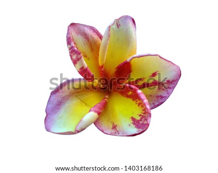 Frangipani flower isolated on white background. Tropical flowers frangipani. Frangipani flowers are many in Bali, Indonesia. Plumeria flowers with a combination of red, white, pink and yellow.