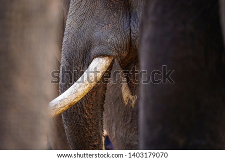 Close-up of a Vietnam Elephant'tusk. Bull elephant. Vietnam elephant tusk close up. Buon Ma Thuot, Vietnam. - Image 